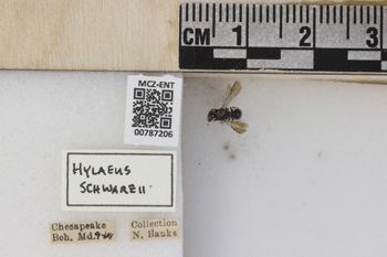 Media type: image; Entomology 787206   Aspect: labels